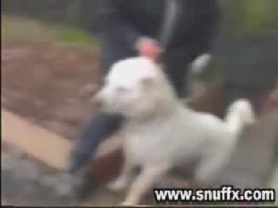 Kangal & Pitbull Kapışması