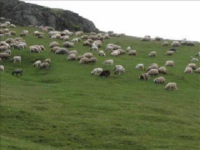 BEYAĞAÇ KÖYÜ ZİLE YAYLASI